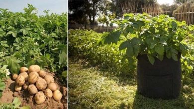 Photo of Come piantare le patate in giardino