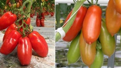 Photo of Pomodoro San Marzano: l’originale dei sughi