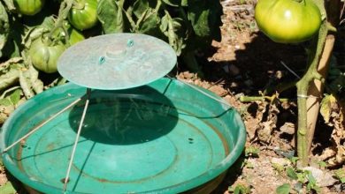 Photo of Tuta Absoluta: identificazione e controllo nel pomodoro