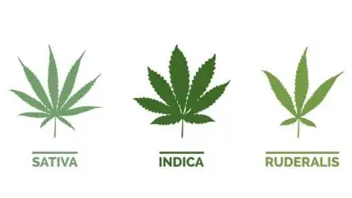 Photo of Semi di cannabis e loro diversità