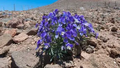 Photo of Caratteristiche della violetta del Teide (Viola cheiranthifolia)