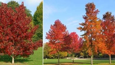 Photo of Liquidambar: un albero perfetto per il tuo giardino