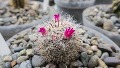 Photo of 8 cactus da interno per decorare la tua casa