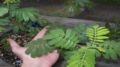 Photo of Mimosa tenuiflora (Jurema): arbusto con proprietà medicinali