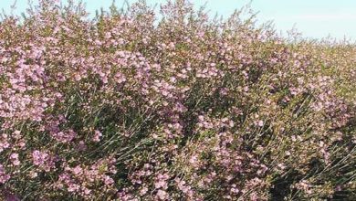 Photo of Coltivare in giardino Chamelaucium uncinatum (fiore di cera)