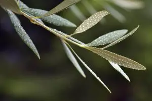 Photo of Come eliminare il repilo dell’olivo