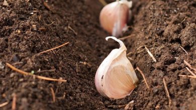 Photo of Come piantare l’aglio in giardino (e in vaso)