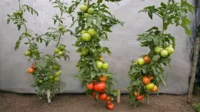 Photo of Raccomandazioni essenziali per la coltivazione del pomodoro