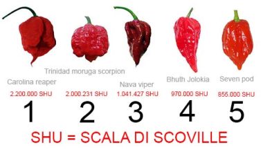 Photo of ️Scala di Scoville: i peperoncini più piccanti del mondo