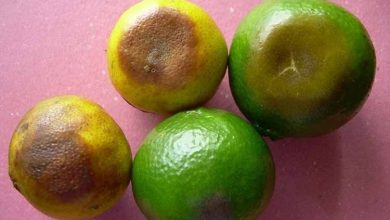 Photo of Sintomi e controllo delle malattie del limone