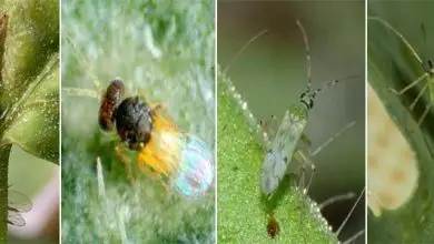 Photo of Come eliminare la mosca bianca nelle tue colture