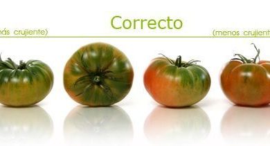 Photo of Pomodoro Raf: cose che non sapevi del pomodoro più famoso