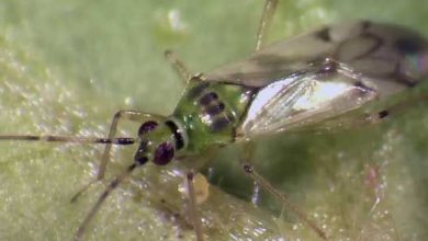 Photo of Nesidiocoris tenuis: il tuo alleato contro i parassiti