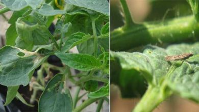 Photo of Infestanti del pomodoro [controllo chimico ed ecologico]
