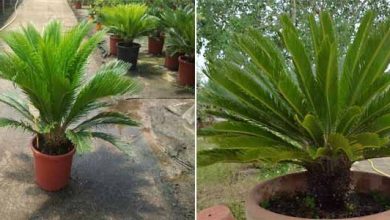 Photo of Cycas revoluta: guida alla coltivazione e alla cura