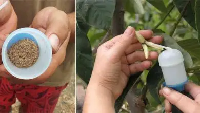 Photo of Manuale di coltivazione e cura della mela cannella