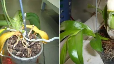 Photo of Come prendersi cura di un’orchidea in casa