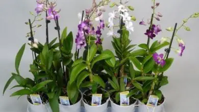 Photo of 5 fertilizzanti che metteranno le tue orchidee come una moto