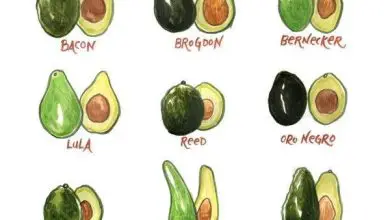 Photo of Quante varietà di avocado ci sono?