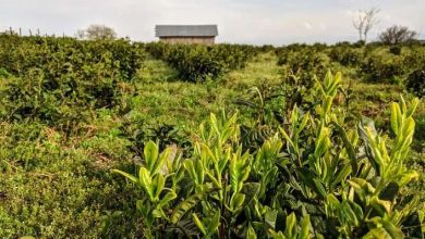 Photo of Canada e Stati Uniti, due mete ideali per godersi la natura in estate